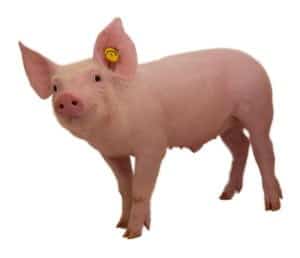 De Varkenspraktijk documenten