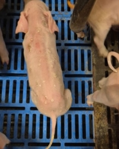 Varkenspokken huidafwijkingen