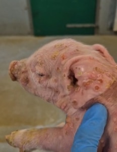 Huidafwijkingen biggen